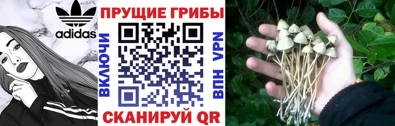 Псилоцибиновые грибы MAGIC MUSHROOMS Купить закладки Елизаветинская